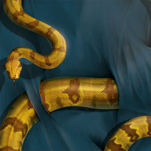 Boa Constrictor by Vincent Hie AirPods Pro 2nd Gen Skin